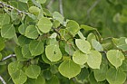 Populus tremuloides Quaking aspen