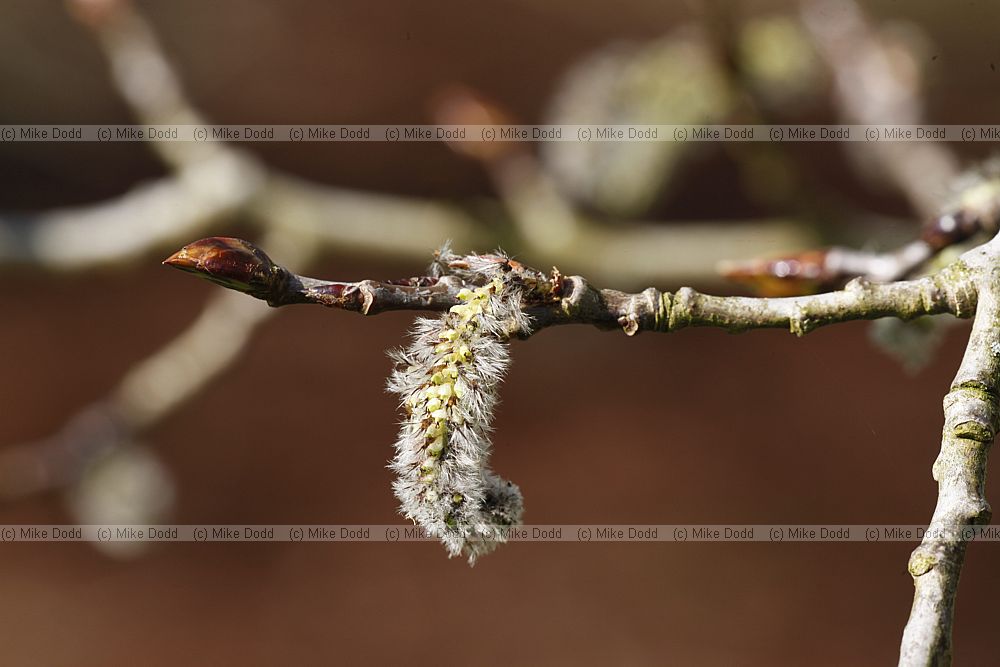 Populus tremuloides American Poplar