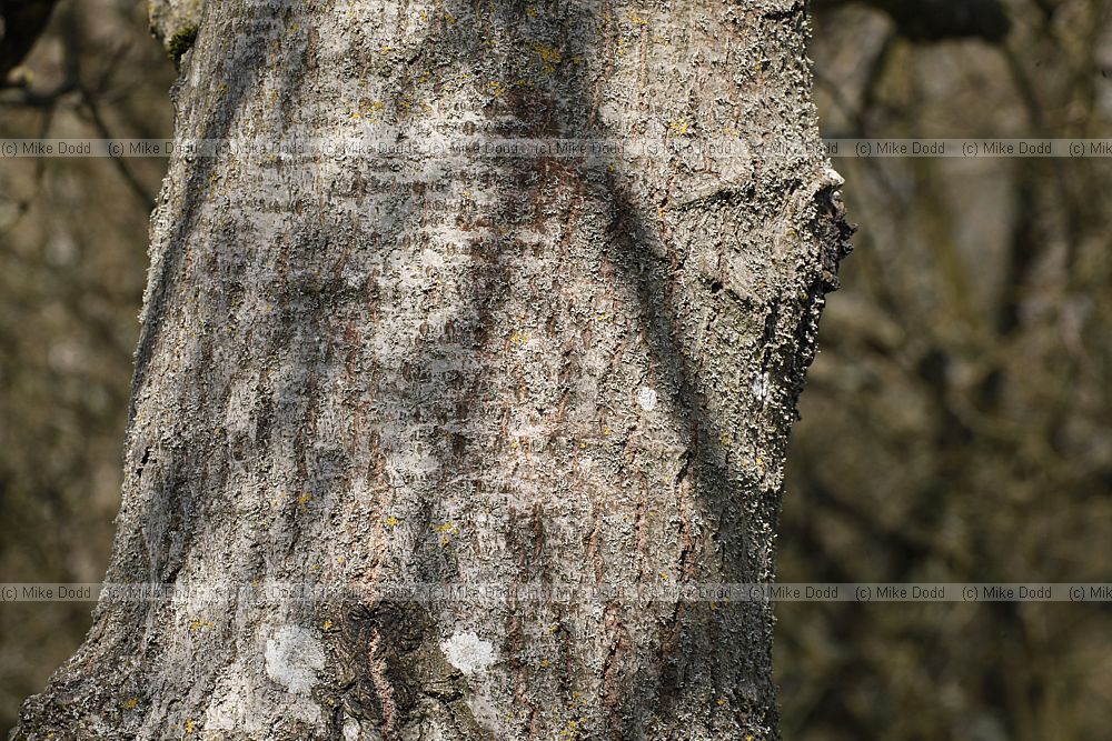 Populus tremuloides American Poplar