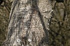 Populus tremuloides American Poplar