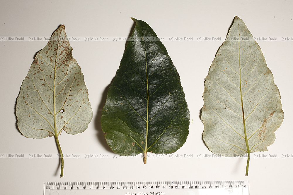 Populus trichocarpa Western Balsam Poplar (?)