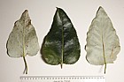 Populus trichocarpa Western Balsam Poplar (?)
