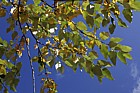 Populus trichocarpa Western Balsam Poplar (?)