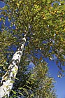 Populus trichocarpa Western Balsam Poplar (?)