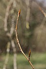Populus trichocarpa