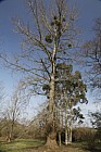 Populus trichocarpa