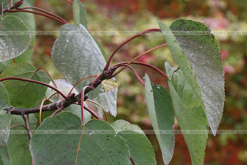 Populus wilsonii