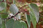 Populus wilsonii