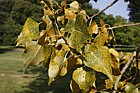 Populus x canadensis 'Robusta'