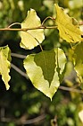 Populus x canadensis 'Aurea'