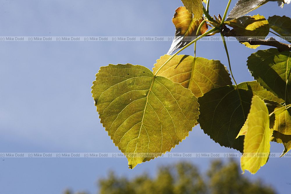 Populus x canadensis 'Robusta'