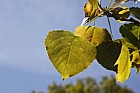 Populus x canadensis 'Robusta'