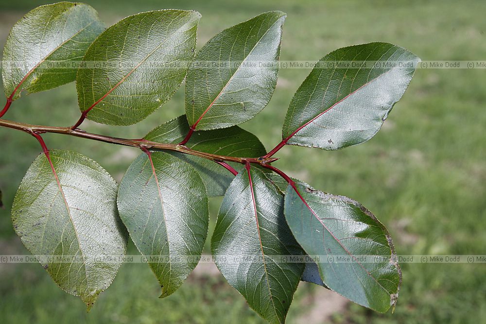 Populus yunnanensis Yunnan Poplar