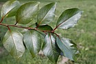 Populus yunnanensis Yunnan Poplar