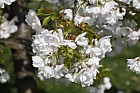 Prunus 'Amayadori'