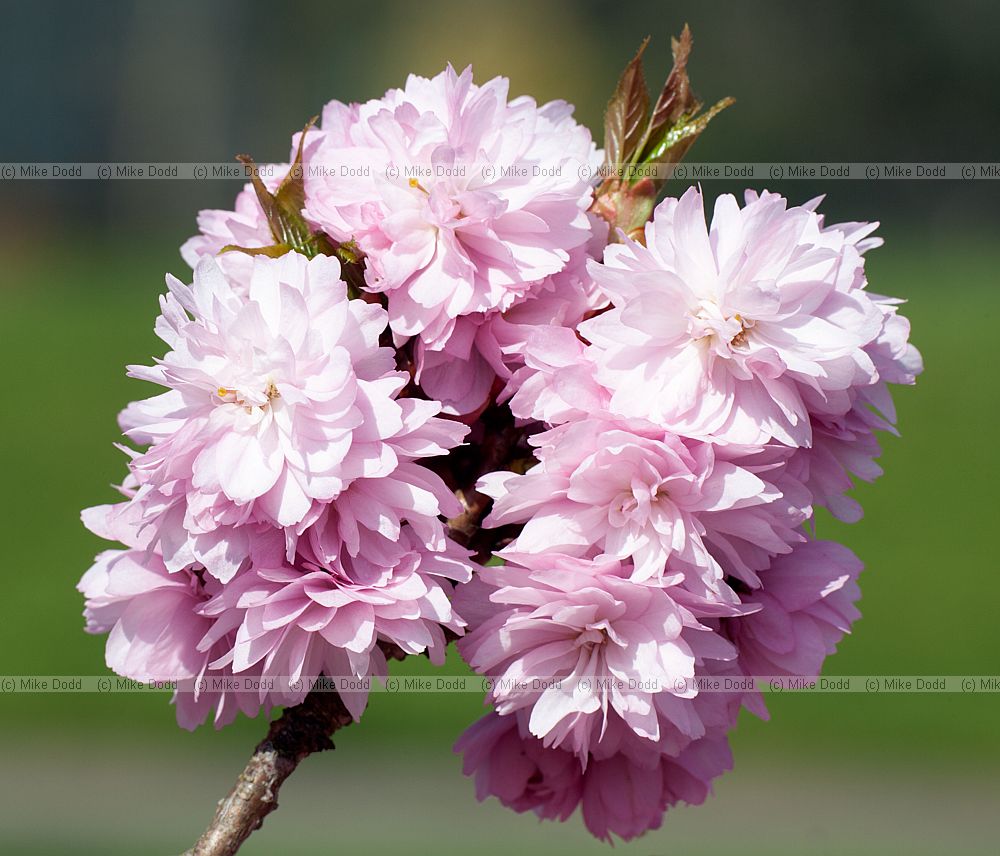 Prunus 'Asano'