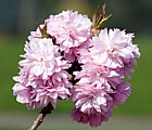 Prunus 'Asano'