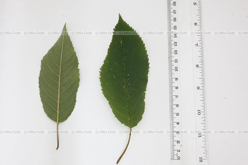 Prunus avium Cherry