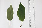 Prunus avium Cherry