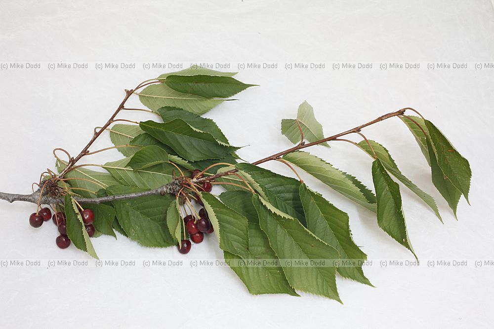 Prunus avium Wild Cherry (probably an unnamed cultivar but similar to wild type)