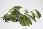 Prunus avium Wild Cherry (probably an unnamed cultivar but similar to wild type)