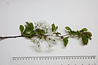 Prunus avium Wild Cherry in flower