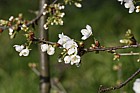 Prunus avium 'Adiana' (does this cultivar exist?)