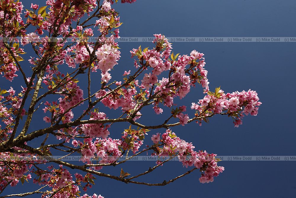 Prunus 'Ben-yutaka'