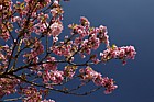 Prunus 'Ben-yutaka'