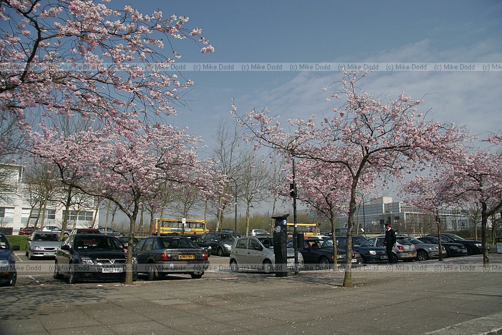 Prunus cherry trees central Milton Keynes