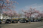 Prunus cherry trees central Milton Keynes