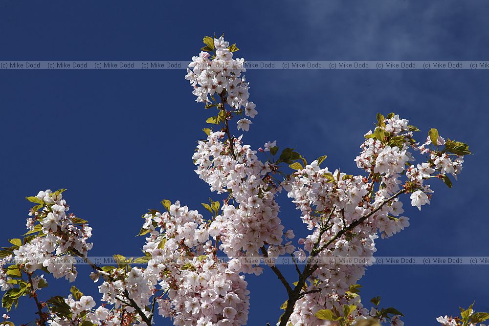 Prunus 'Botan'