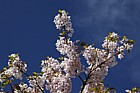Prunus 'Botan'