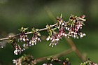 Prunus canescens
