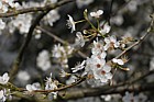 Prunus cerasifera Cherry Plum