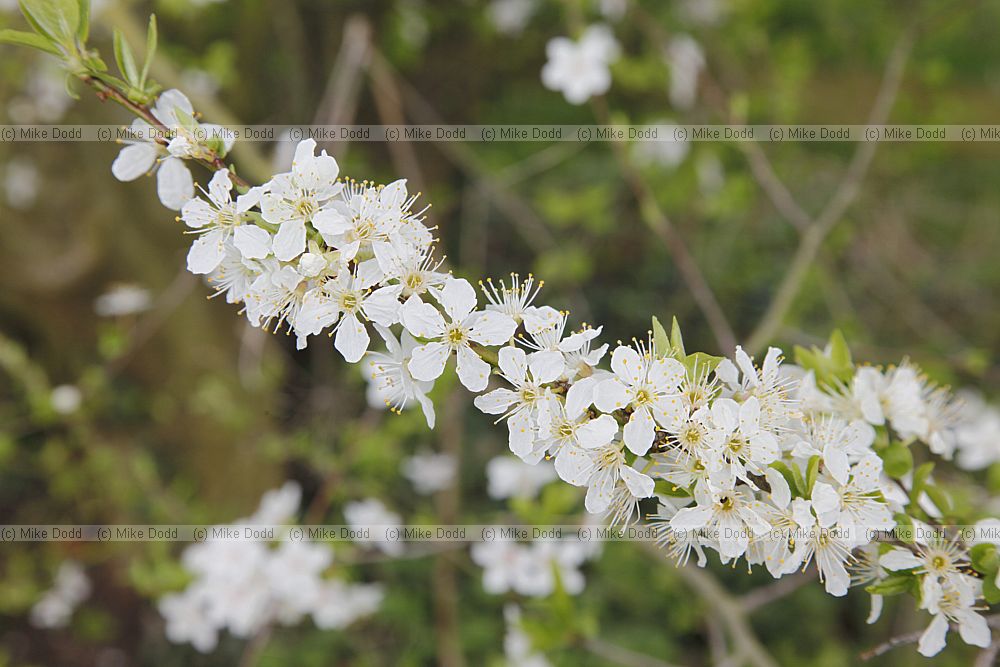 Prunus cerasifera Cherry plum