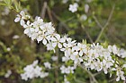 Prunus cerasifera Cherry plum