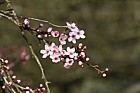 Prunus cerasifera 'Rosea'