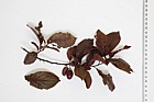 Prunus cerasifera 'Pissardii' Purple-leaved plum