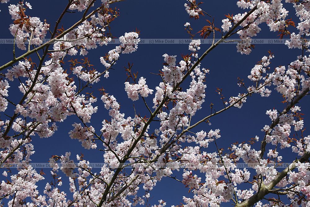 Prunus cyclamina