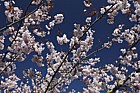 Prunus cyclamina