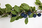 Prunus domestica ssp. institia Bullace