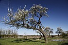 Prunus domestica subsp. insititia 'Aylesbury Prune' (?)