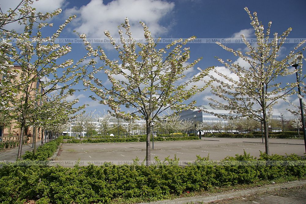 Prunus cherry trees in flower central Milton keynes