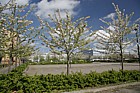 Prunus cherry trees in flower central Milton keynes