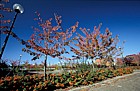 Prunus autumn colour central Milton Keynes
