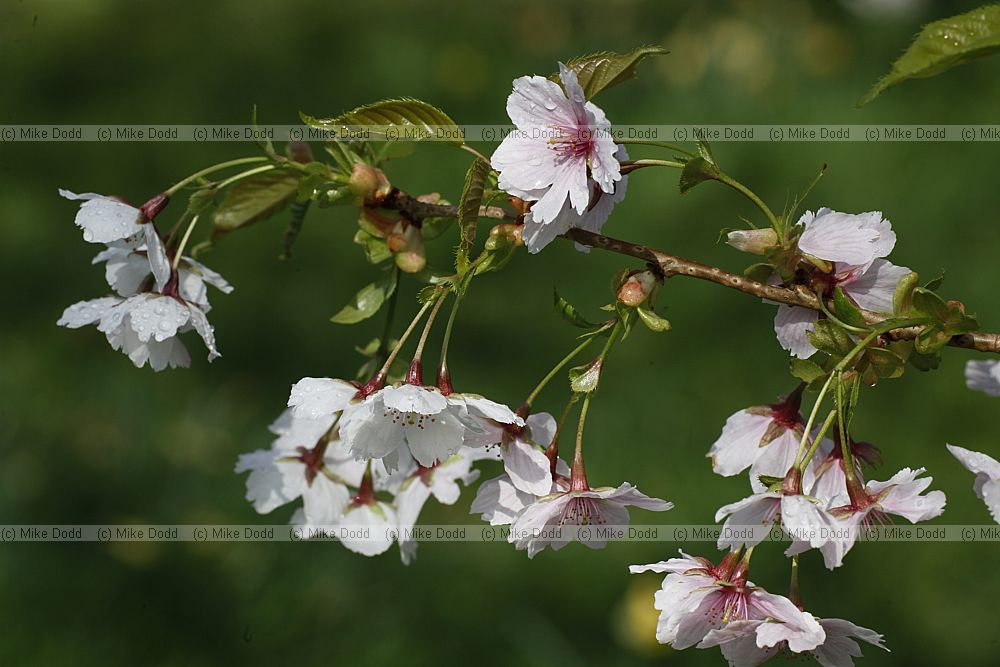 Prunus 'Hata-zakura'