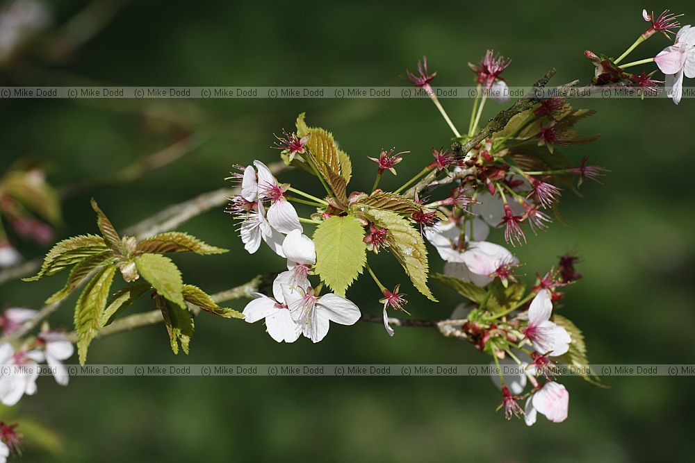 Prunus 'Hillieri'