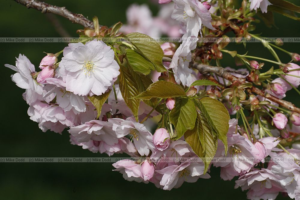 Prunus 'Ichiyo'