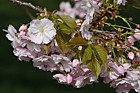 Prunus 'Ichiyo'